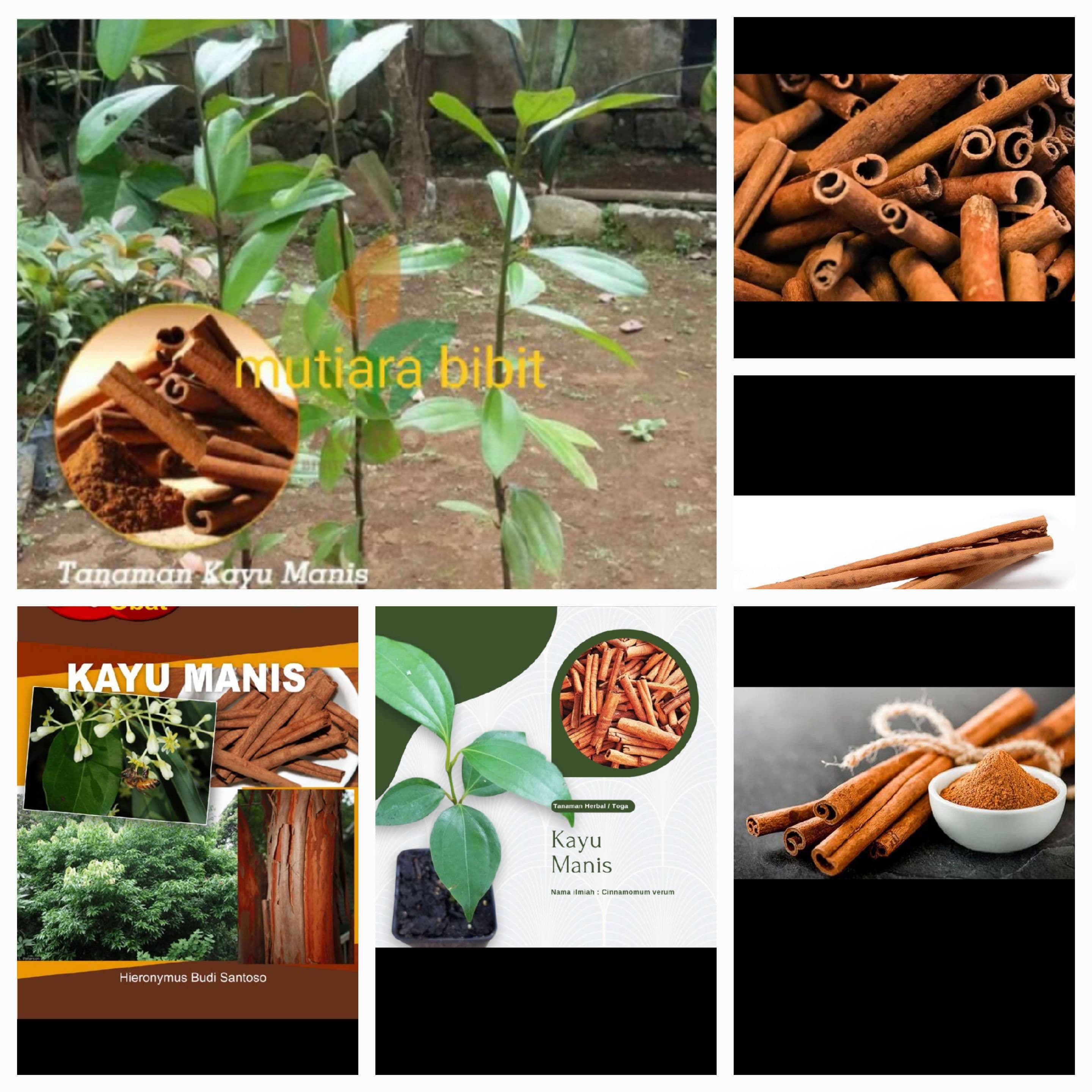 KAYU MANIS " EMAS COKELAT " DARI PEGUNUNGAN NUSANTARA