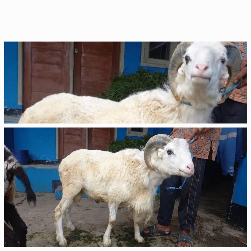 Qurban : Berbagi Kebahagiaan 