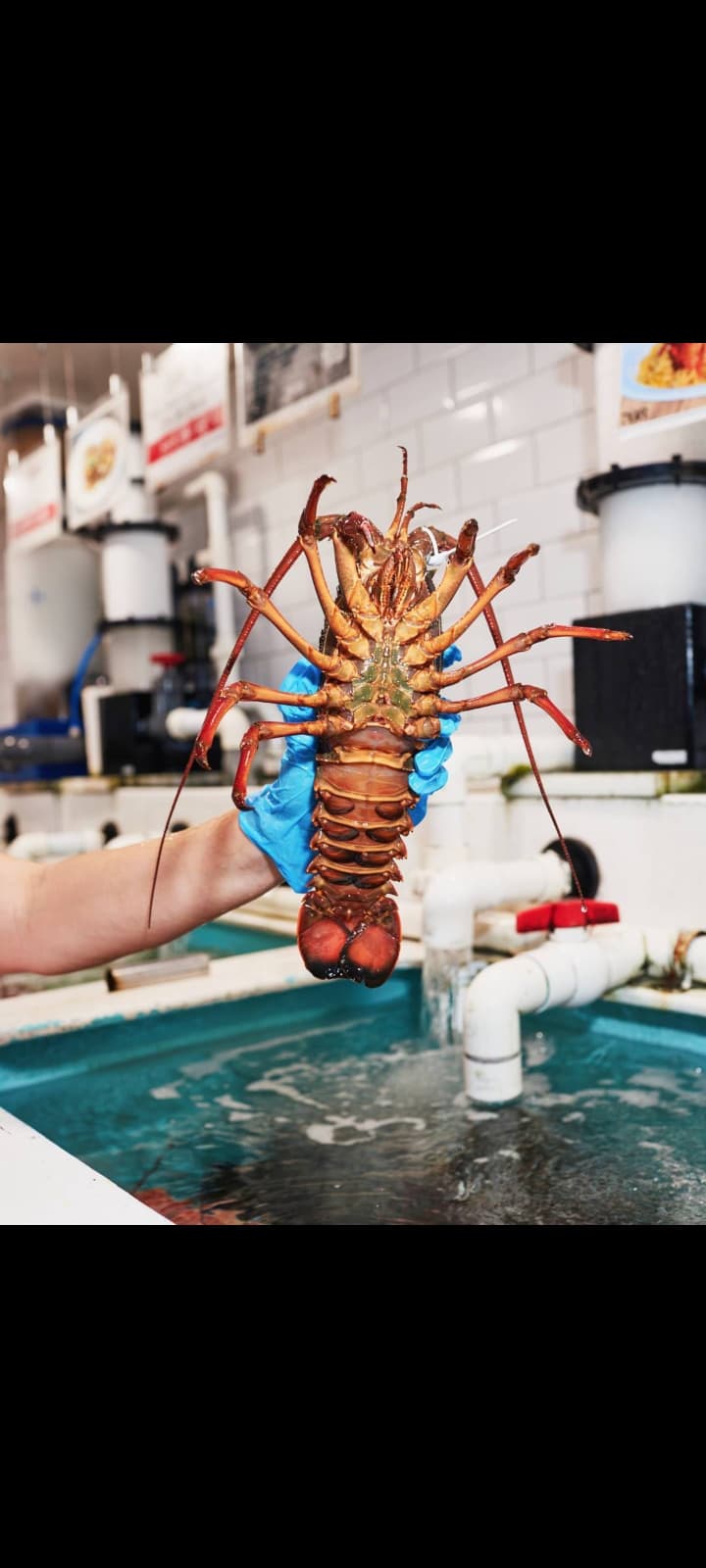 LOBSTER