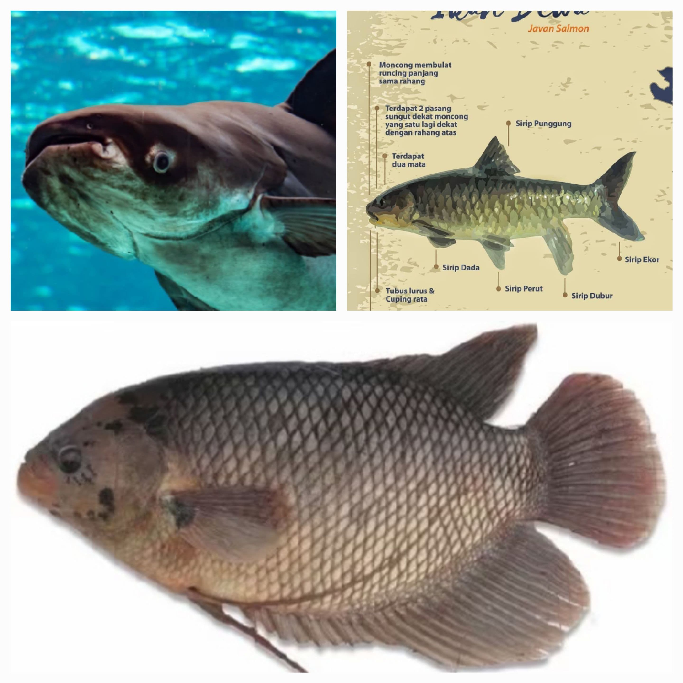 PENGEMBANGAN BALONG MULTI IKAN TERPADU ALA CJI