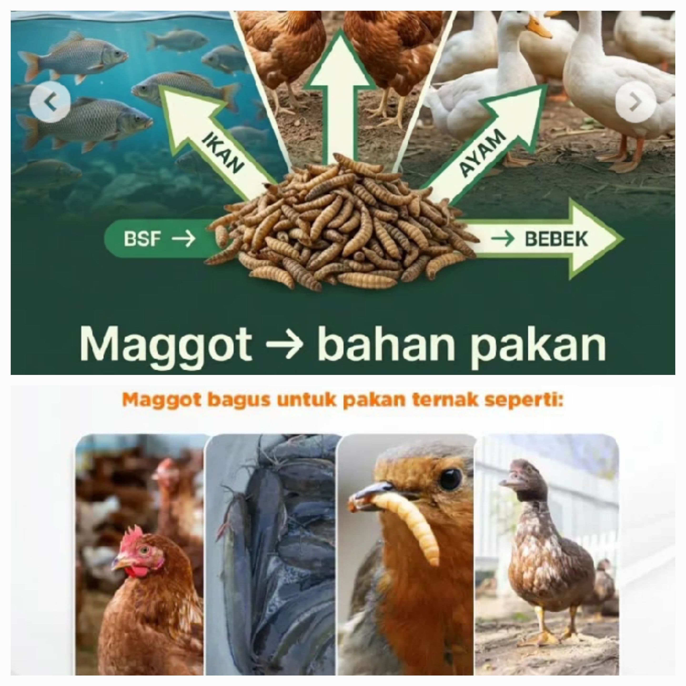 PAKAN ENTOG/BEBEK, ITIK DAN AYAM