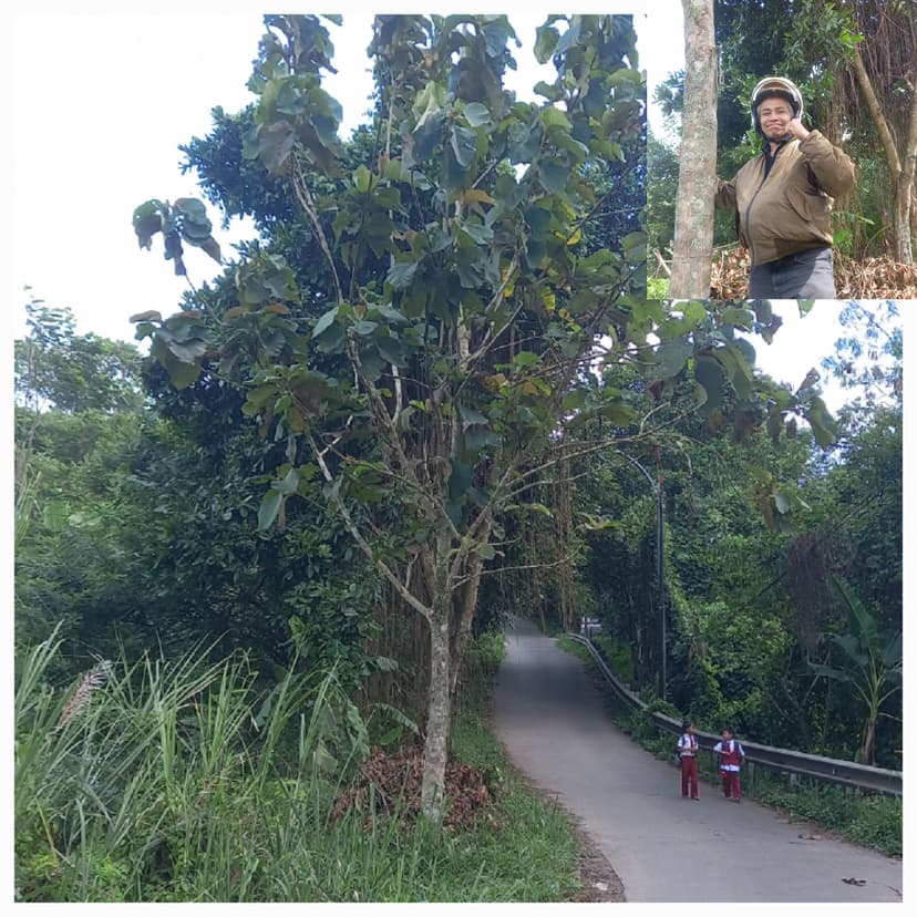 Nanam Pohon pun harus dengan Cinta 