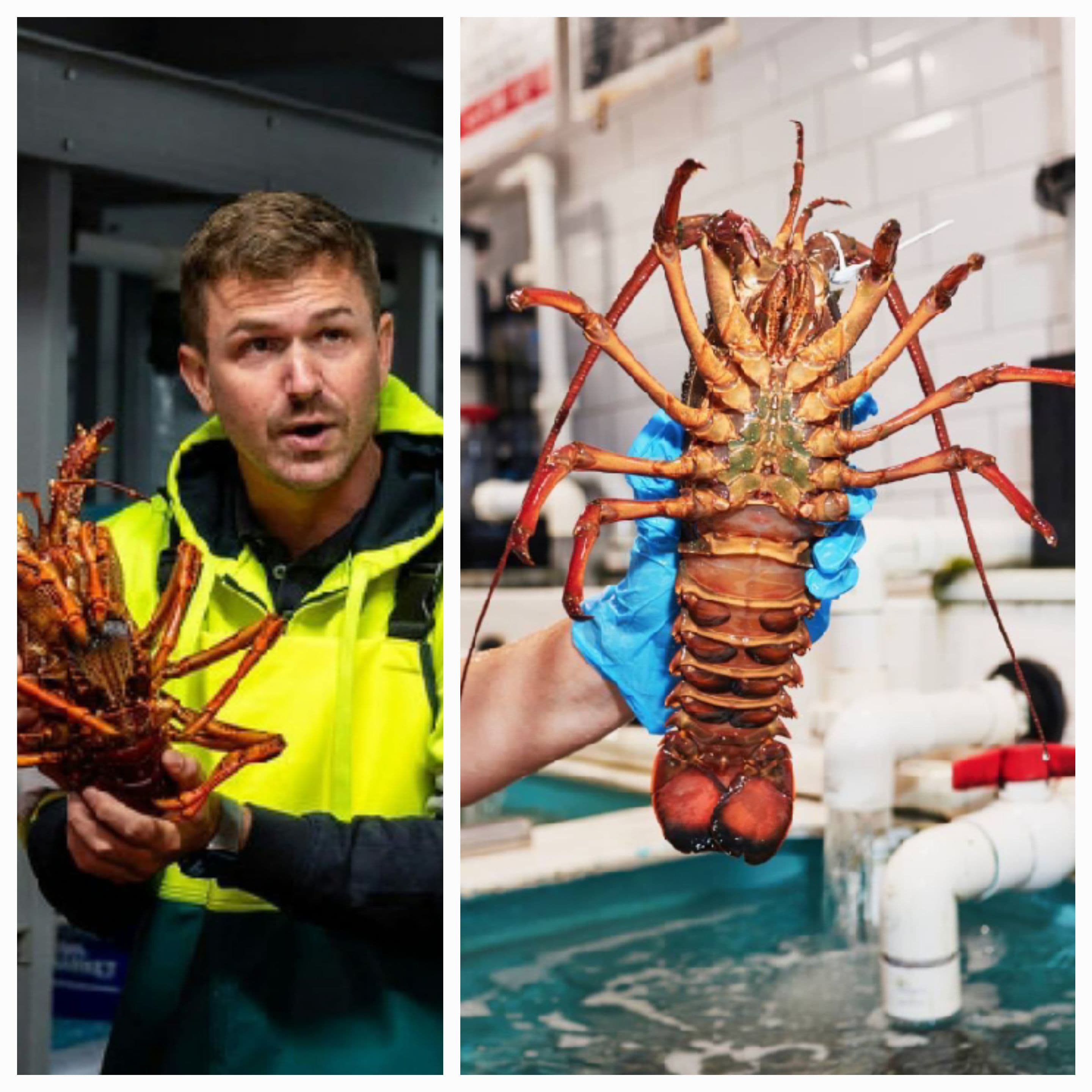 LOBSTER INDONESIA, VIETNAM DAN PERTANYAAN TENTANG SIAPA YANG SEBENARNYA DIUNTUNGKAN