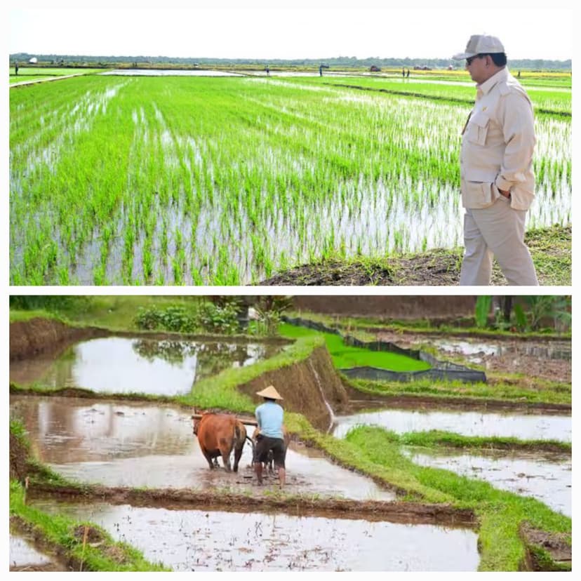 Sawah : Kemandirian dan Ketahanan Pangan