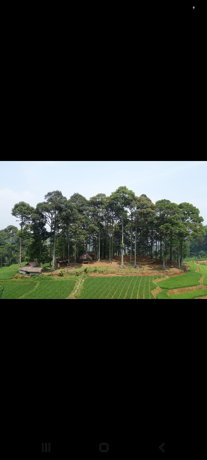 JANGAN TEBANG POHON SEMBARANGAN !