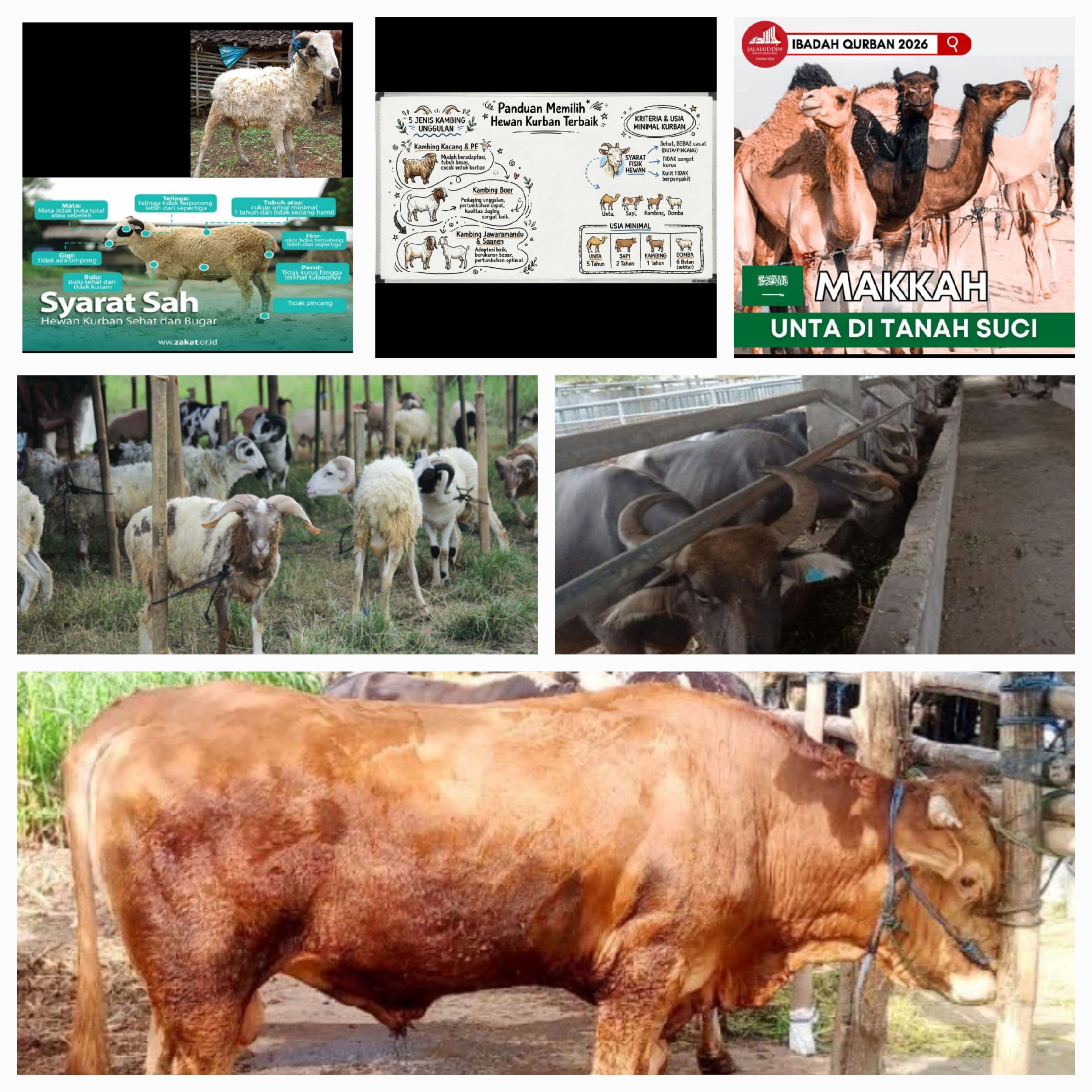 QURBAN 'IDUL ADHHA 1447 HIJRIYYAH : RABU, 27 MEI 2026