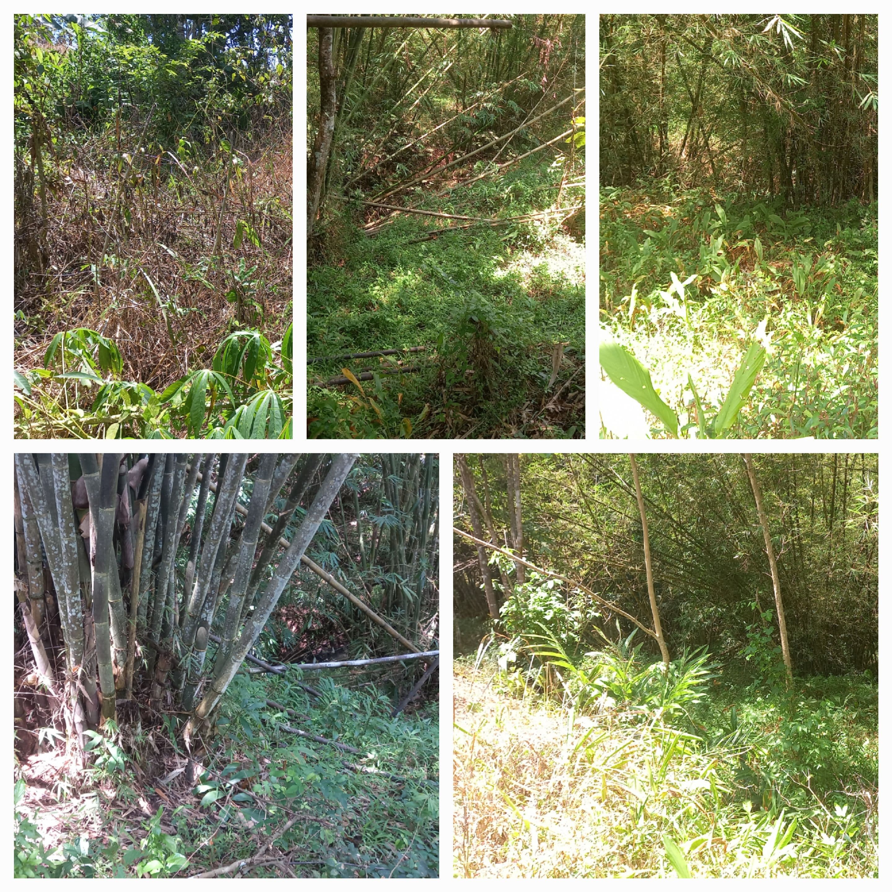 " KEBON WAKAF RIZAL UL FIKRI : SELASA, 31 MARET 2026 "