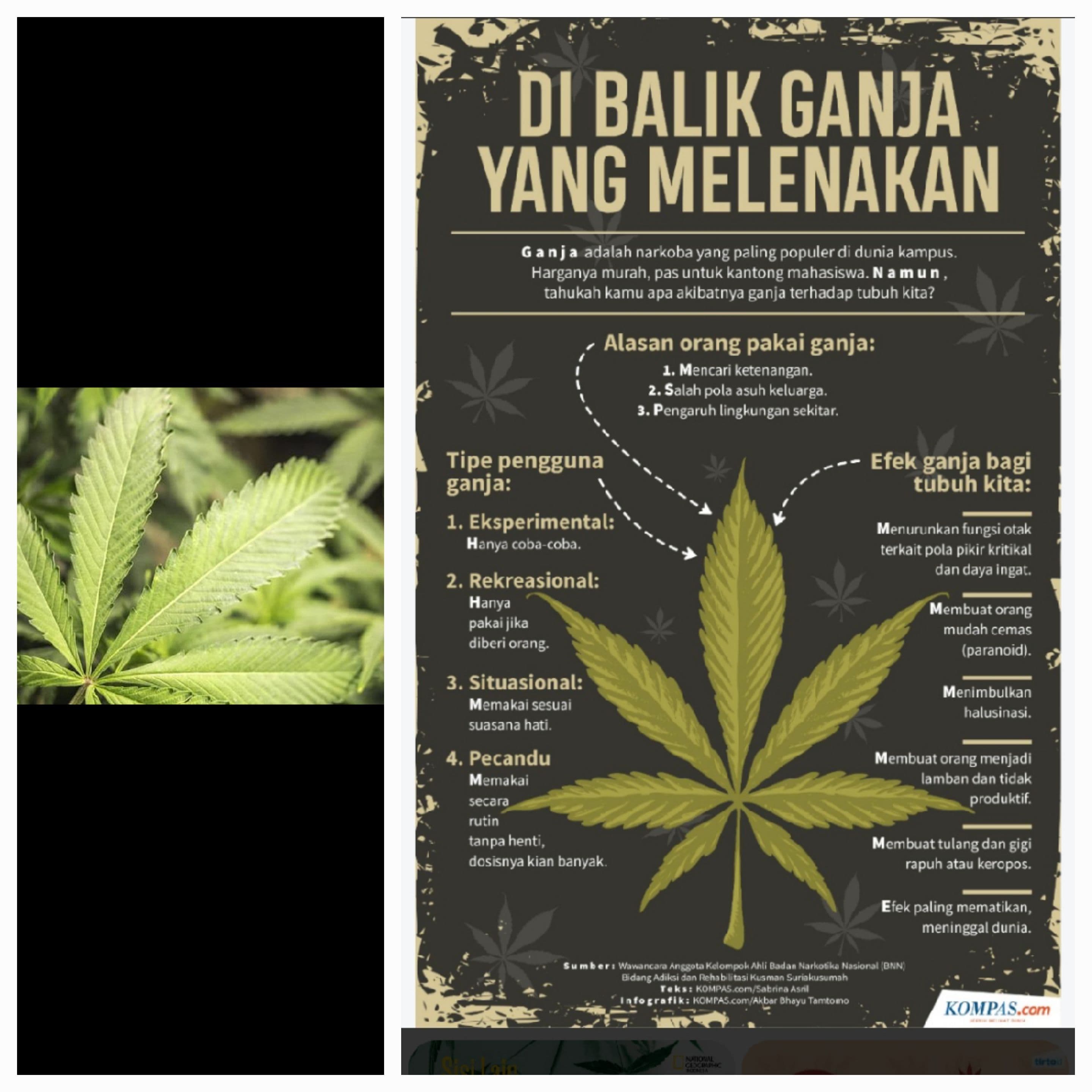 APAKAH POHON GANJA PADA ERA KERAJAAN NUSANTARA DAN ERA KOLONIALISME MASUK KATEGORI REMPAH ?
