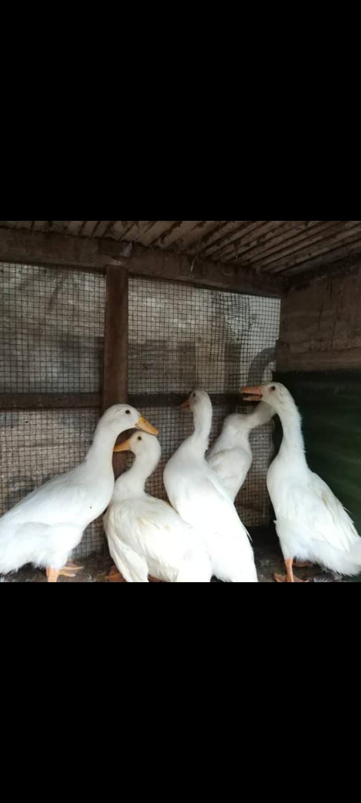 URUTAN BEBEK ( TERBESAR ) SAMPAI TERINGAN ( TERKECIL ) DI DUNIA