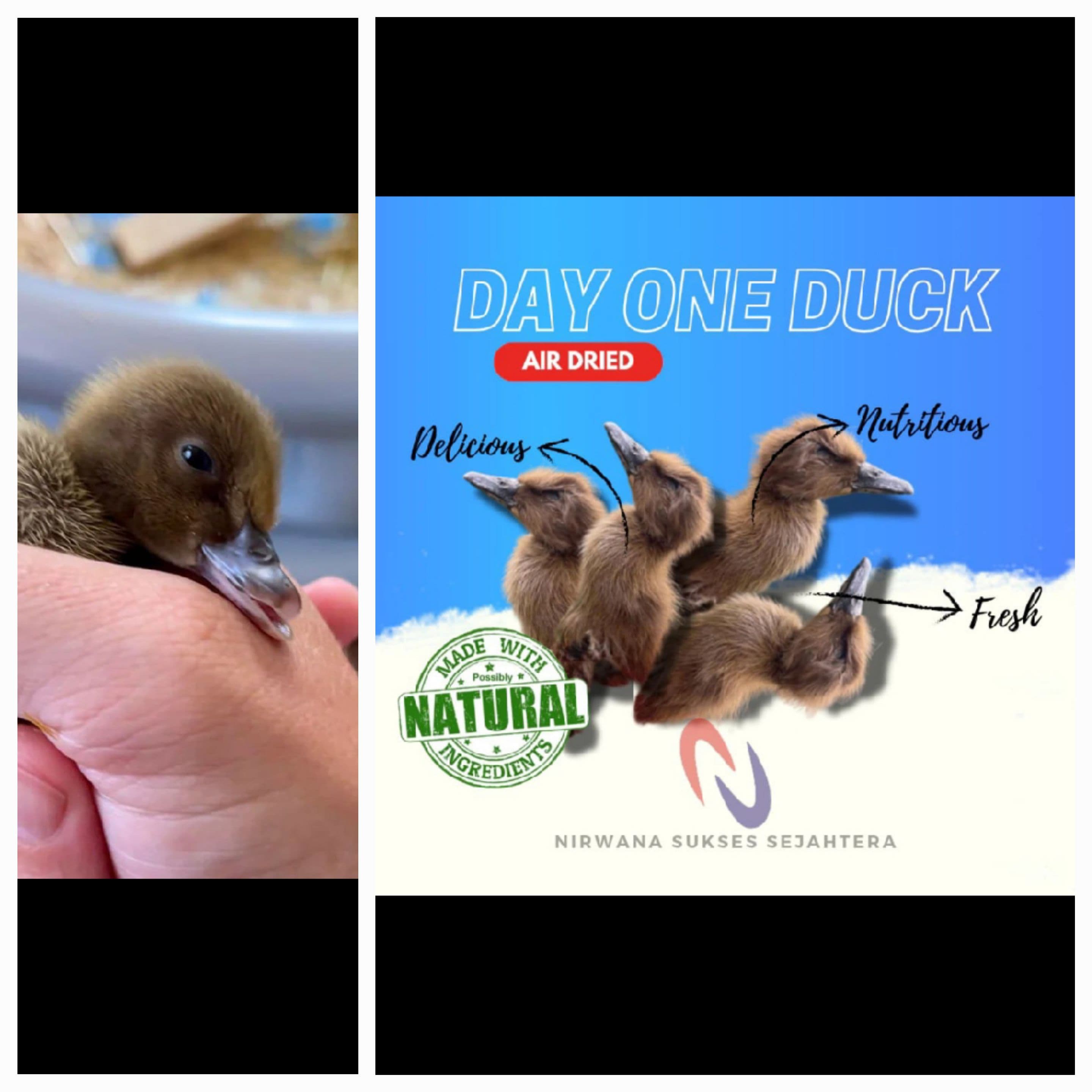 DOD ( DAY ONE DUCK / ANAK BEBEK USIA 1 HARI )