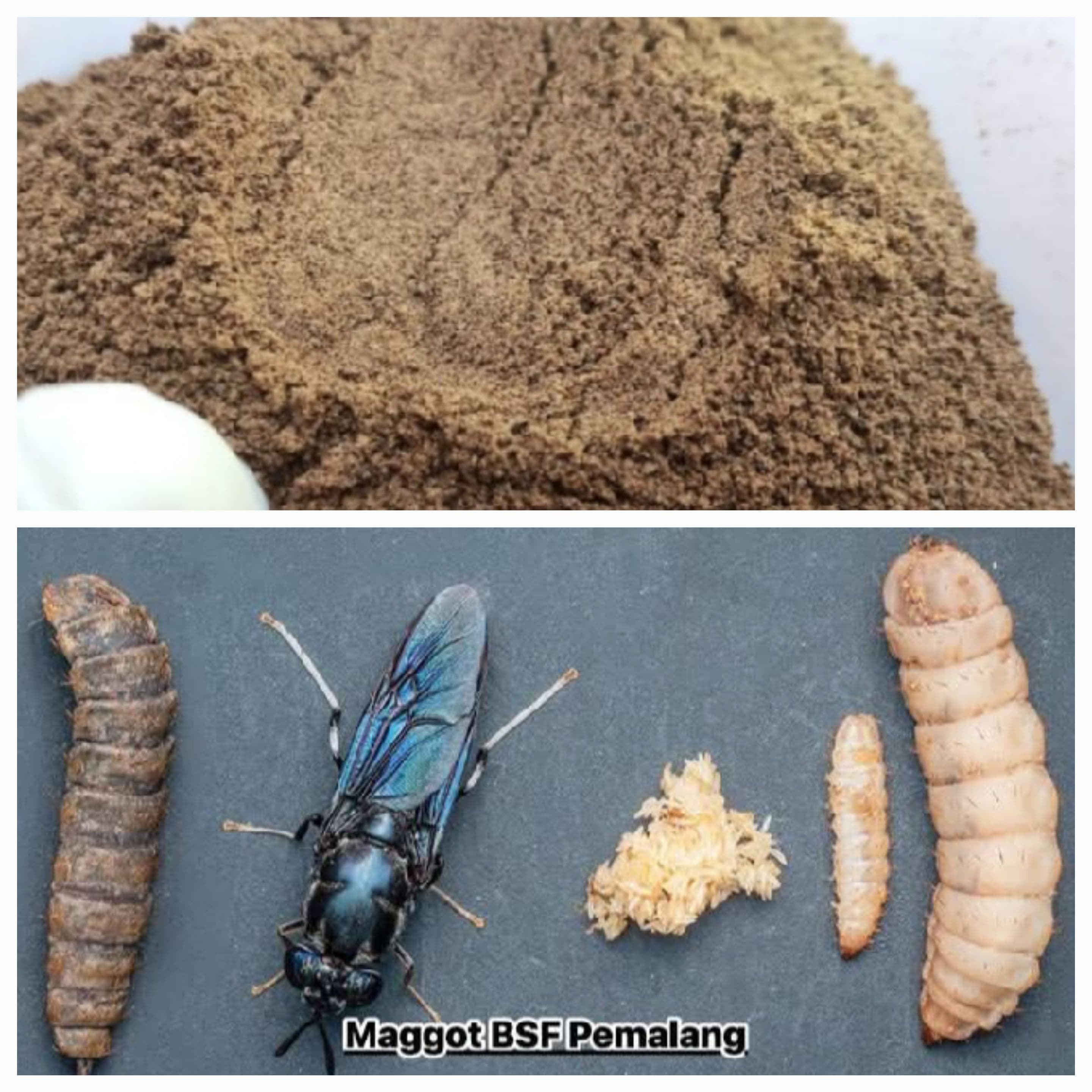 APAKAH BABY MAGHOOT, MAGHOOT DEWASA, PUPA DAN " LALAT BSF " BISA JADI TEPUNG ?