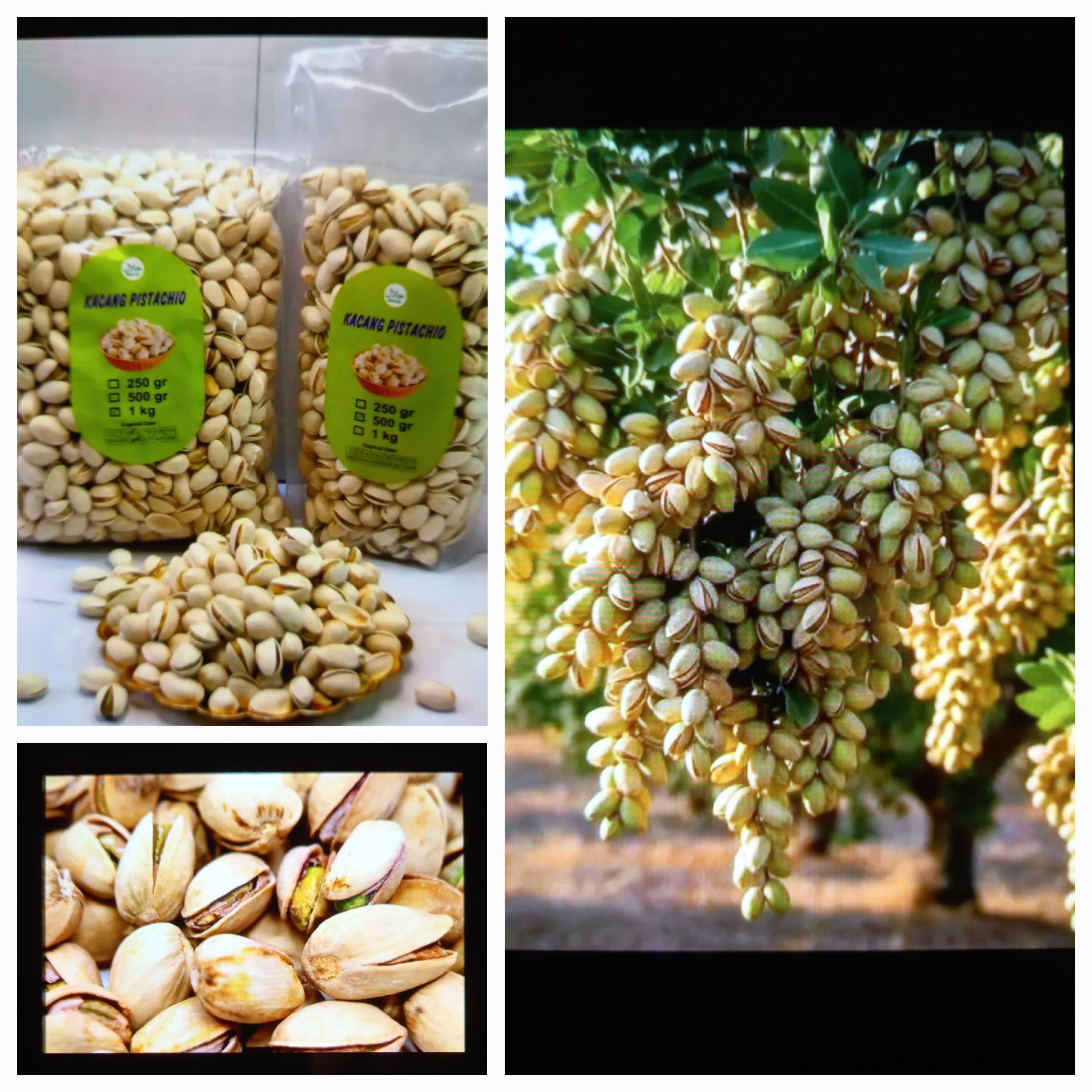 PISTACHIO : IRAN EKSPORTIR KEDUA DUNIA