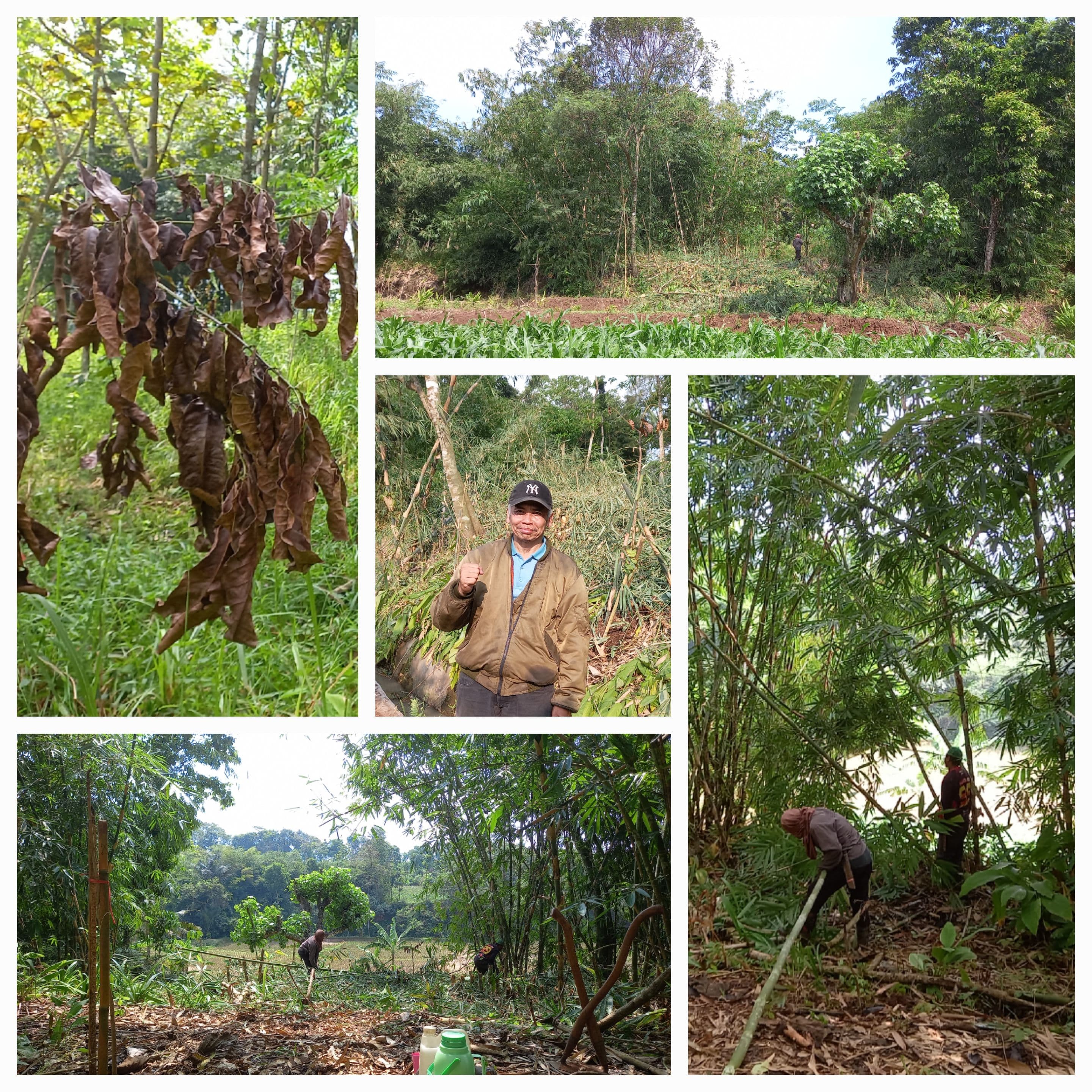 RANCH KEDAULATAN PANGAN : NYANGU, NGEBON & NGINGU