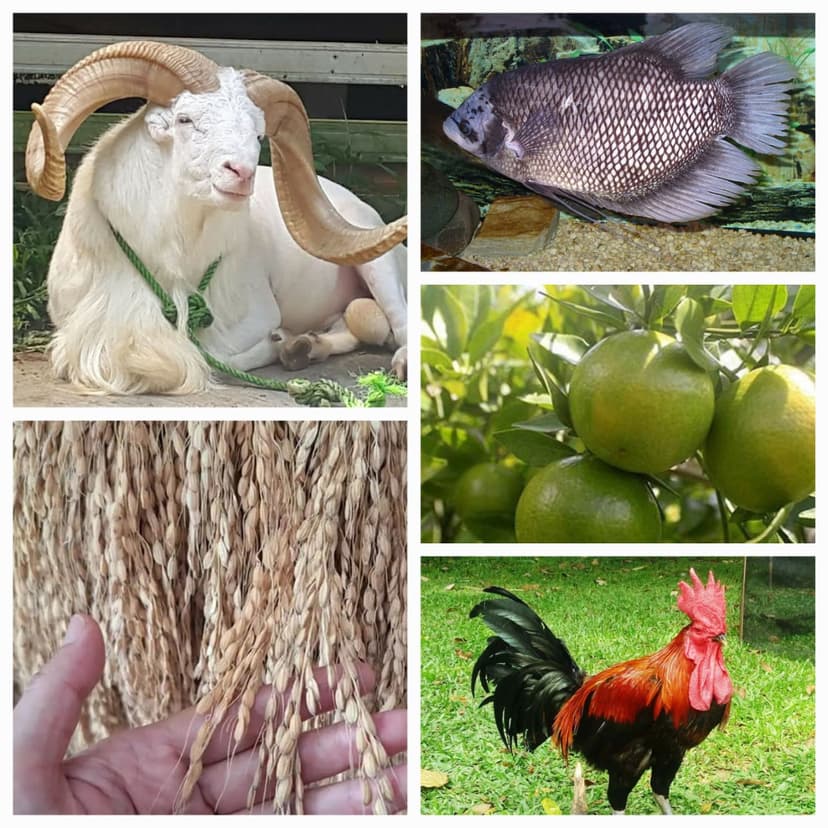 Domba Garut, Beras Pandan Wangi, Ayam Pelung, Jeruk Garut & Ikan Gurame