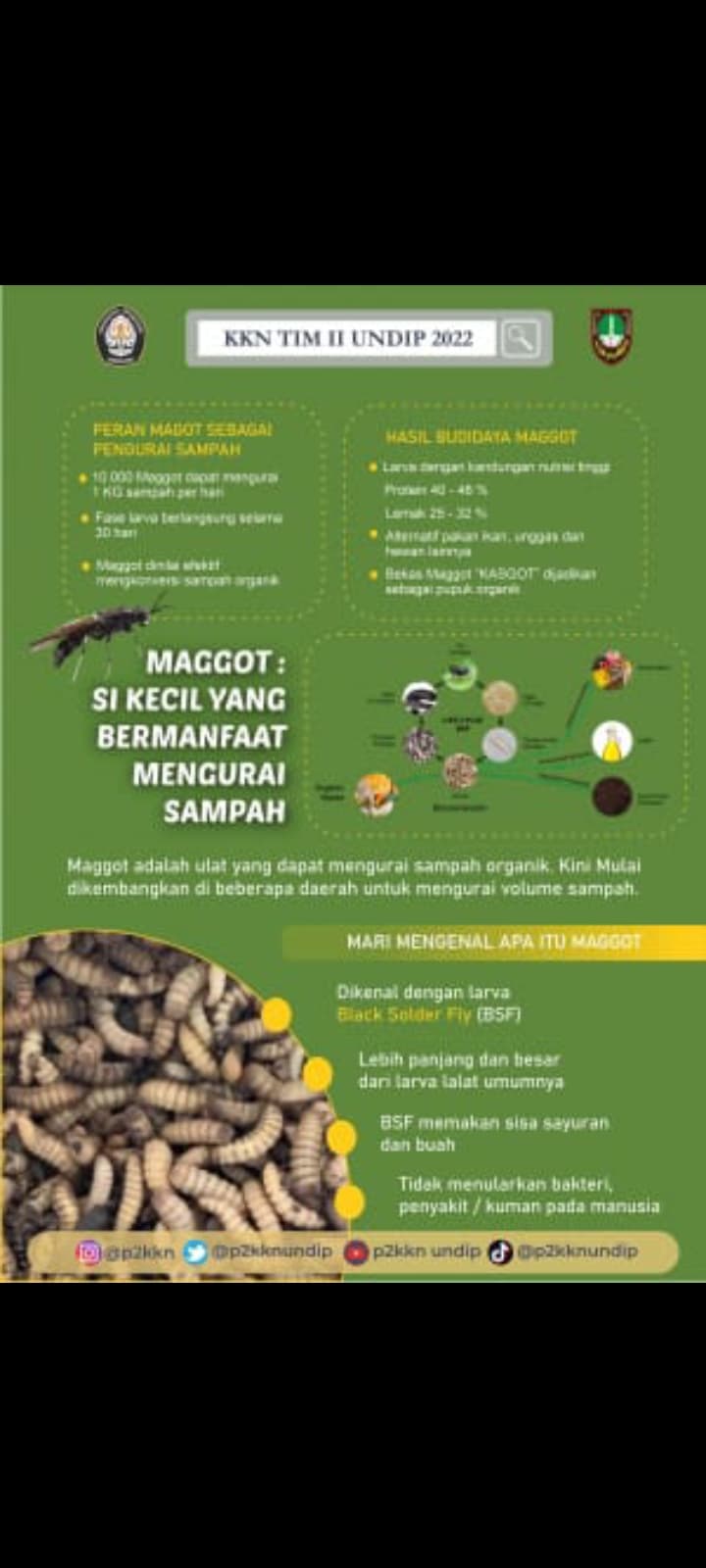 MAGHOOT : MANFA'AT DAN EFEK NEGATIF