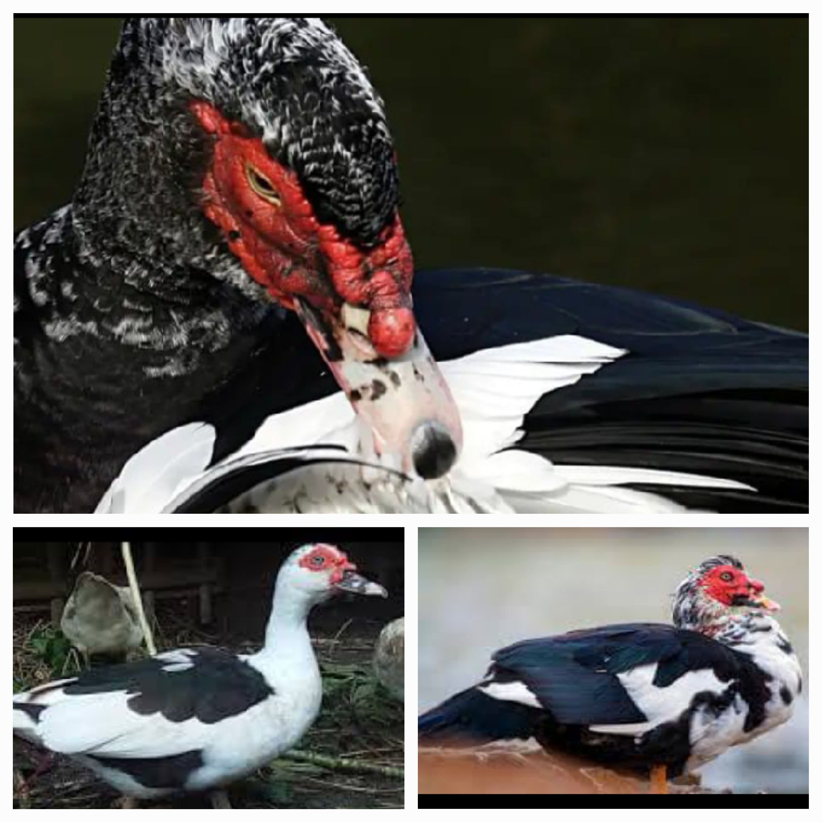 JENIS BEBEK TERBESAR DI DUNIA
