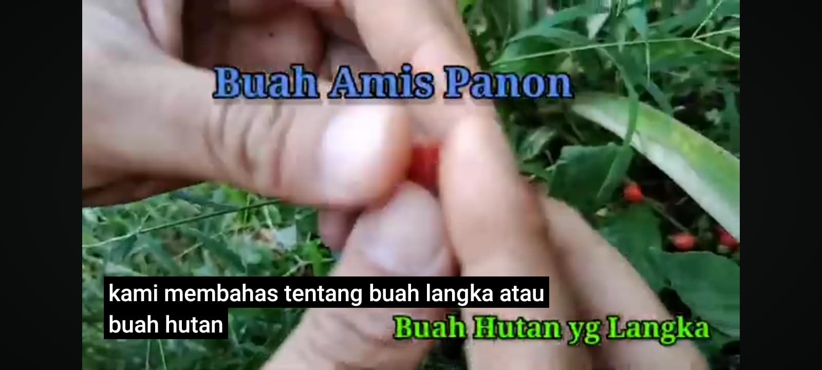 TANAMAN AMIS MATA " BUAH AMIS PANON "