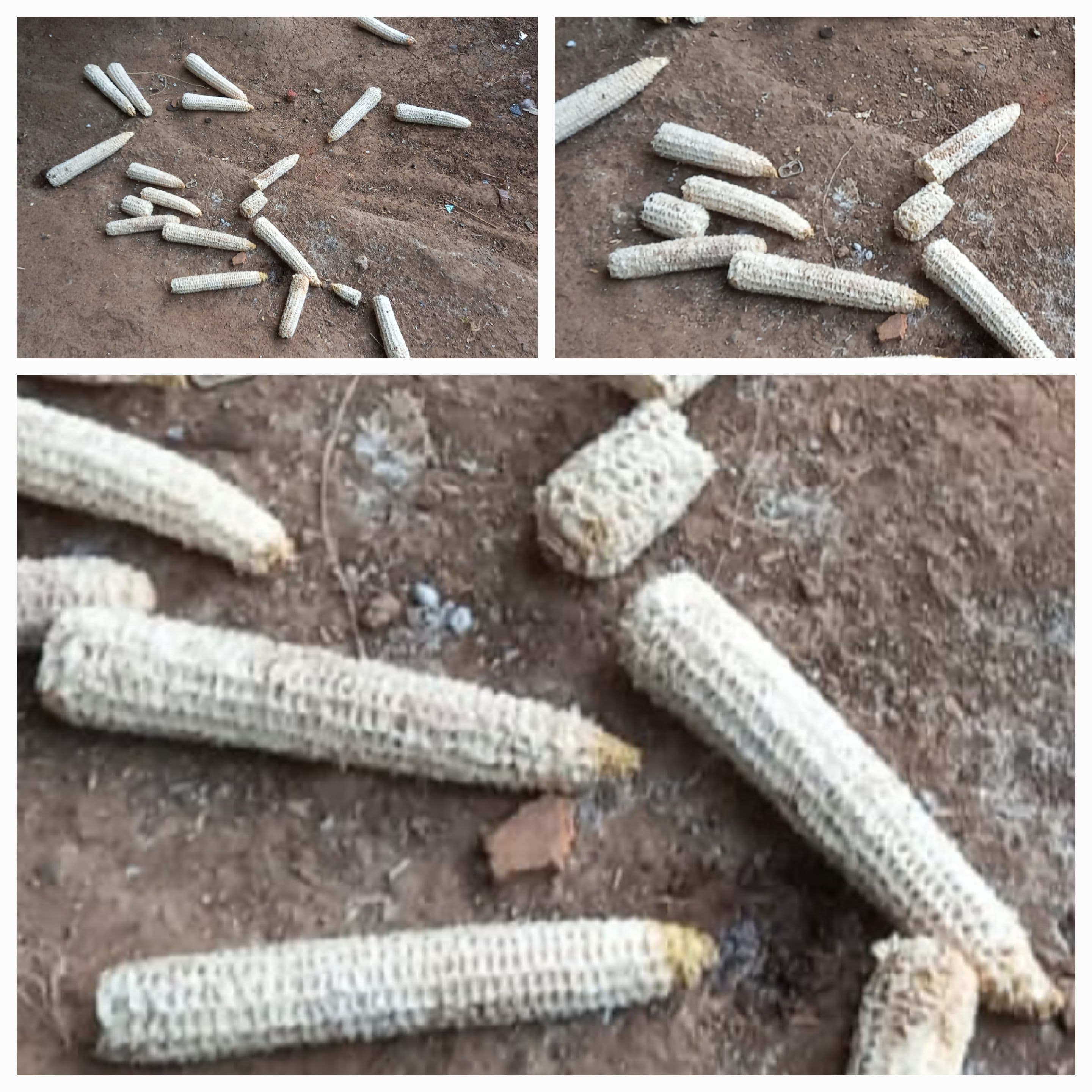 PAKAN TERNAK TERBUANG 