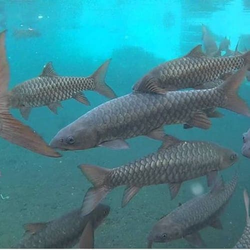 IKAN KANCRA ALIAS IKAN DEWA