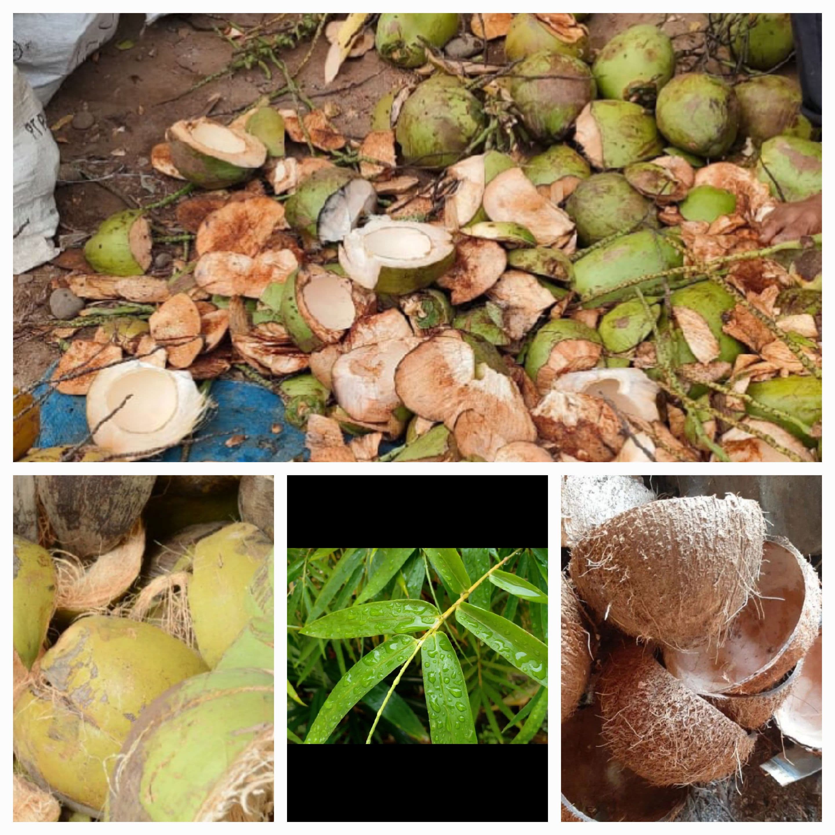 KULIT BATOK KELAPA MUDA " DEWEGAN " & DAUN " AWI " BAMBU JADI PAKAN TERNAK DAN PUPUK ORGANIK