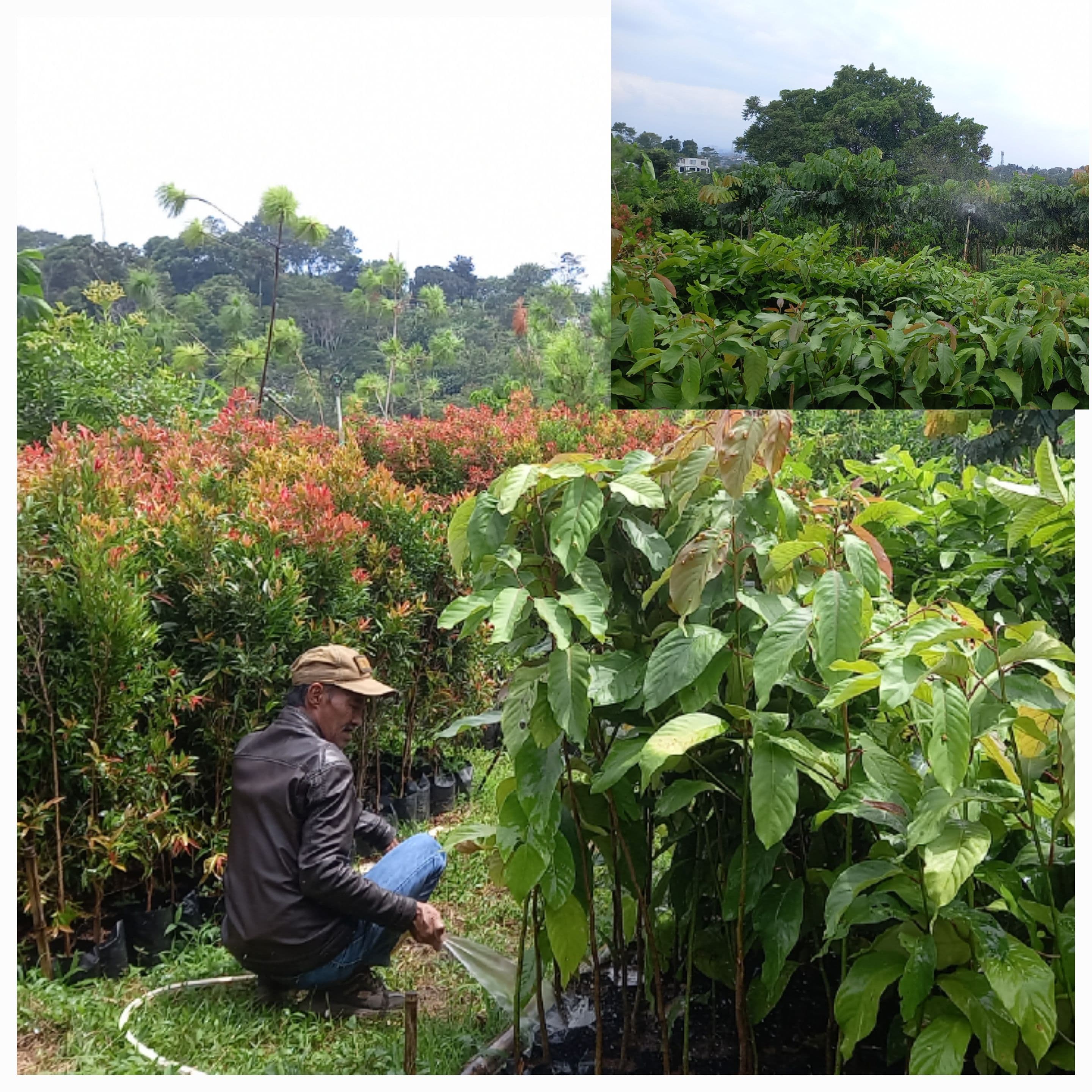 POHON SUMBER KEHIDUPAN 