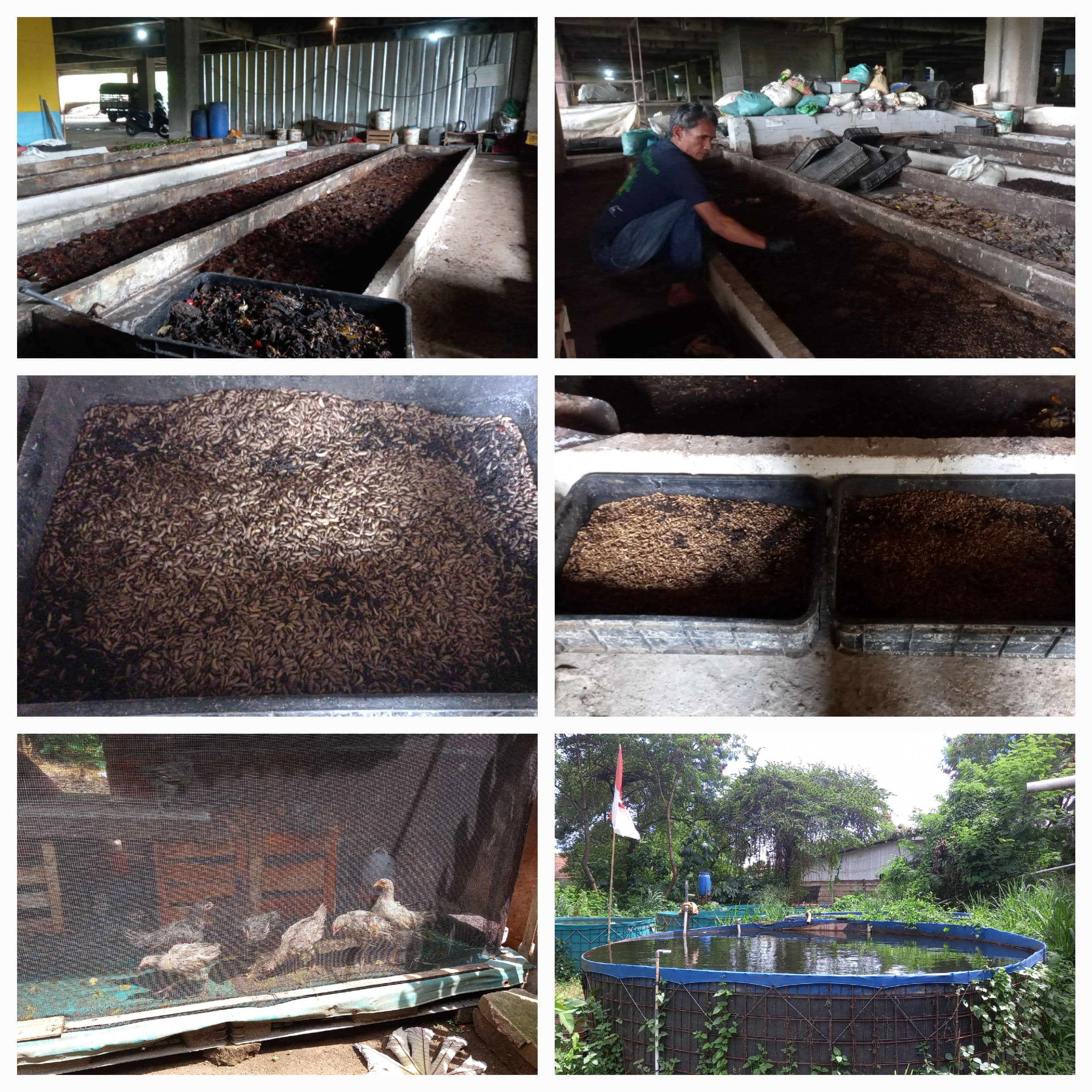 SAMPAH ORGANIK, MAGGOT & KASGOT PAKAN AYAM DAN IKAN