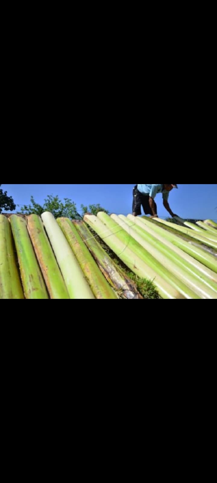 MANFA'AT GEDEBOG/BONGGOL PISANG : " BOGOL CAU "