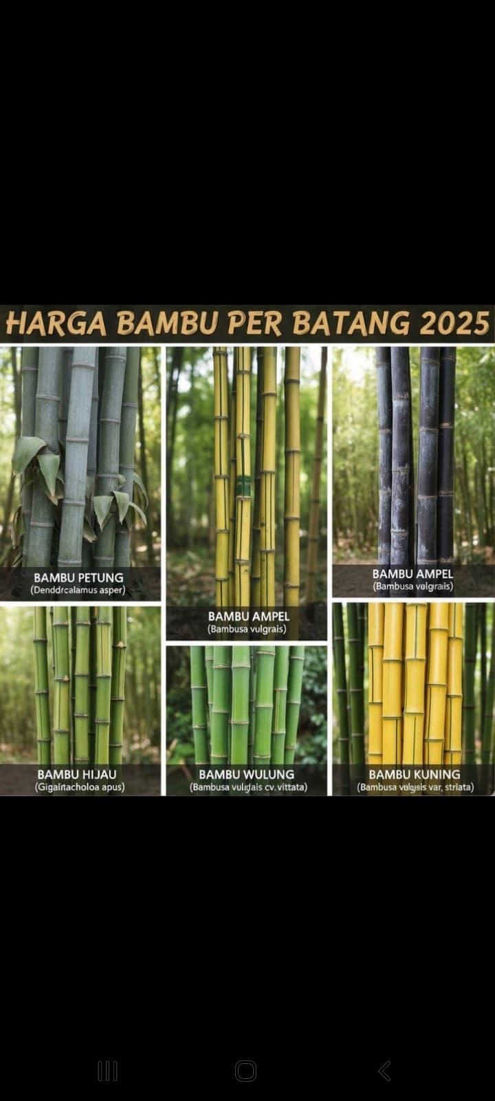 POHON BAMBU " AWI " - EMAS HIJAU NUSANTARA