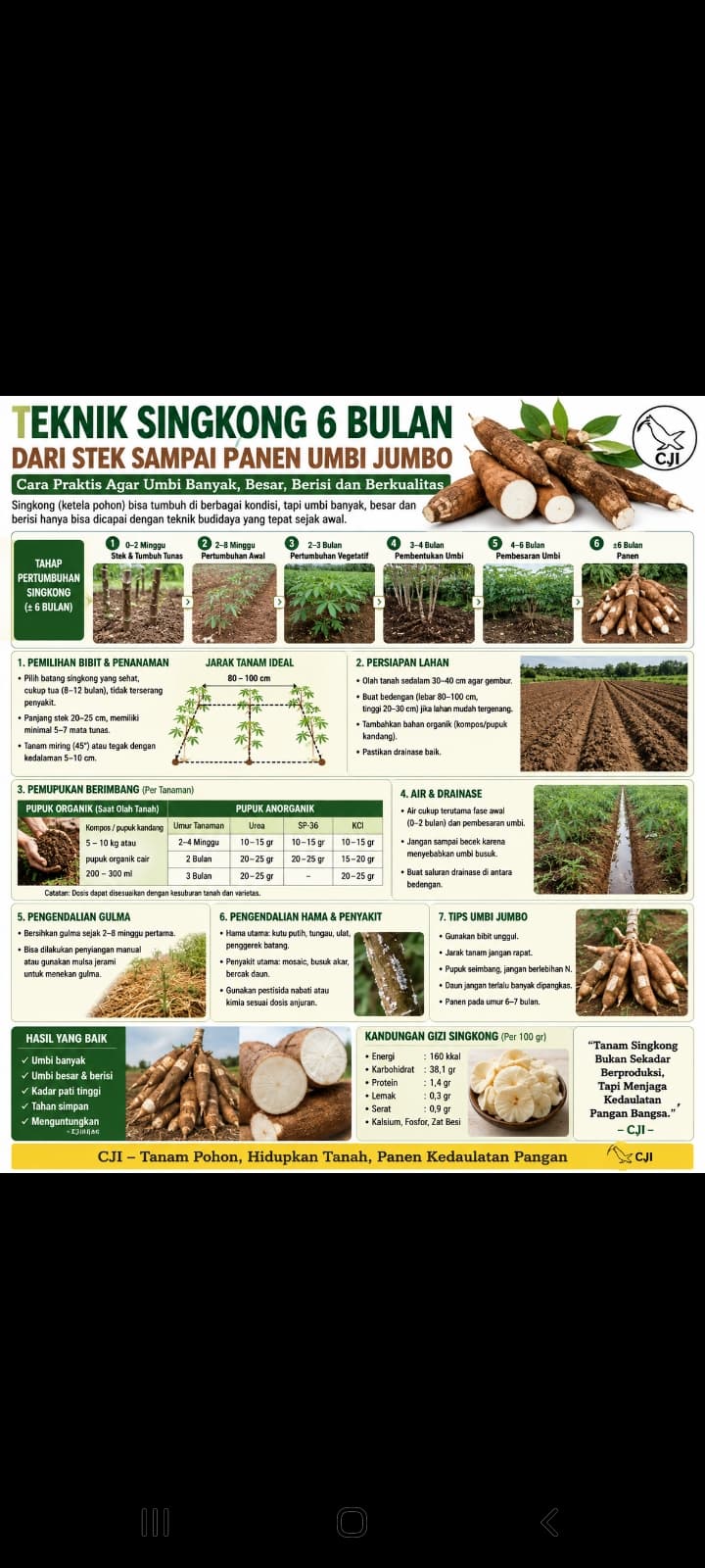 RAHASIA KETELA POHON : UMBI BANYAK, BESAR DAN BERISI