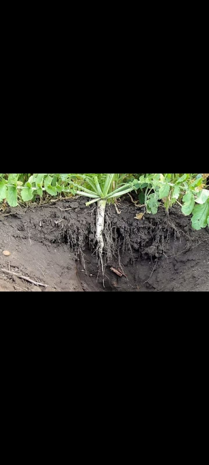 PENANGGULANGAN LAHAN KRITIS DI EROPA DAN AMERIKA SERIKAT