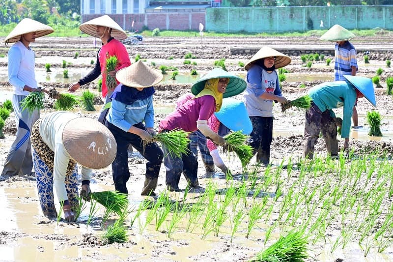 Petani Kolotnial versus Petani Milenial