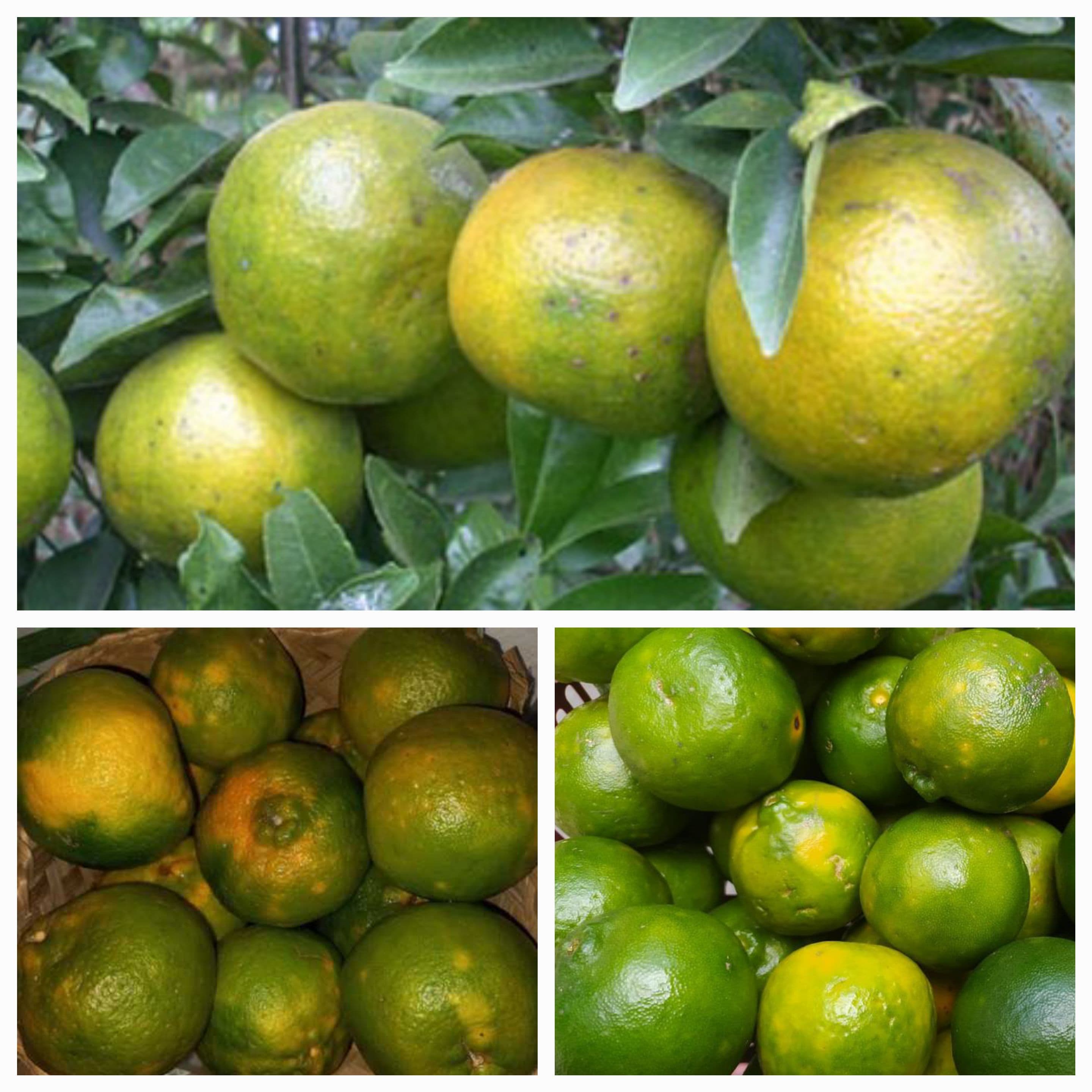 KENAPA JERUK GARUT HILANG DARI GARUT ?