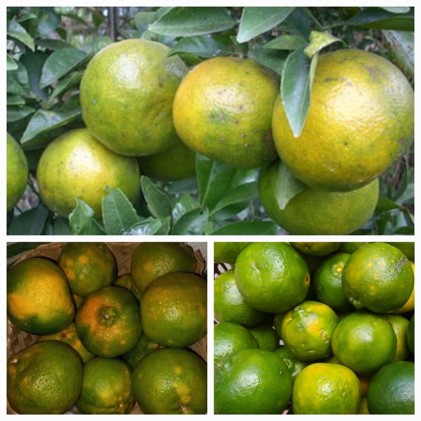 Jeruk Garut hilang dari Garut, Kenap ?