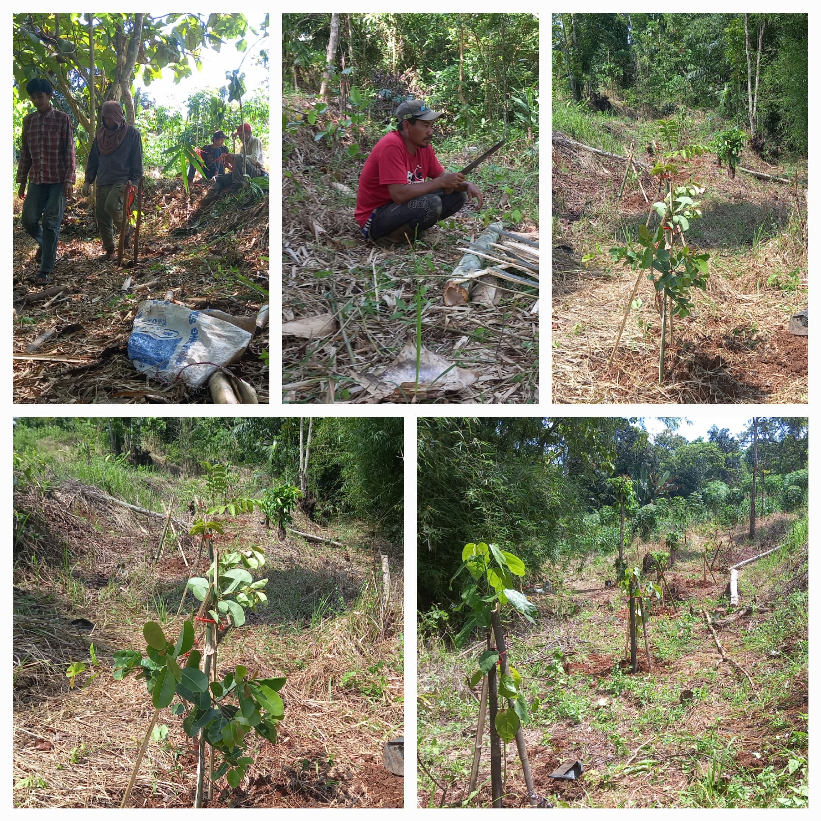 KEBON WAKAF RIZAL : " PENANAMAN RATUSAN POHON PERDANA "