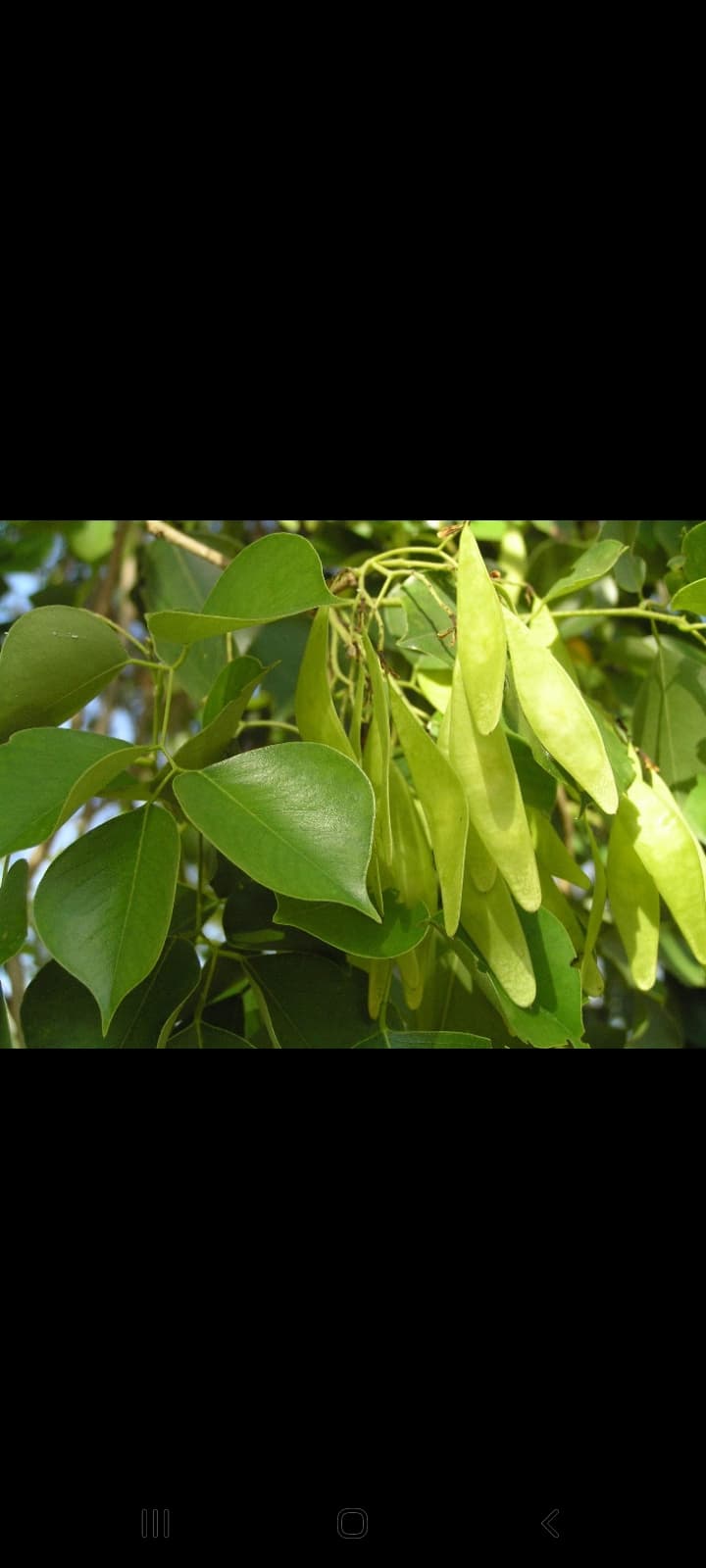 BUAH - BUAHAN YANG ADA DI SURGA 